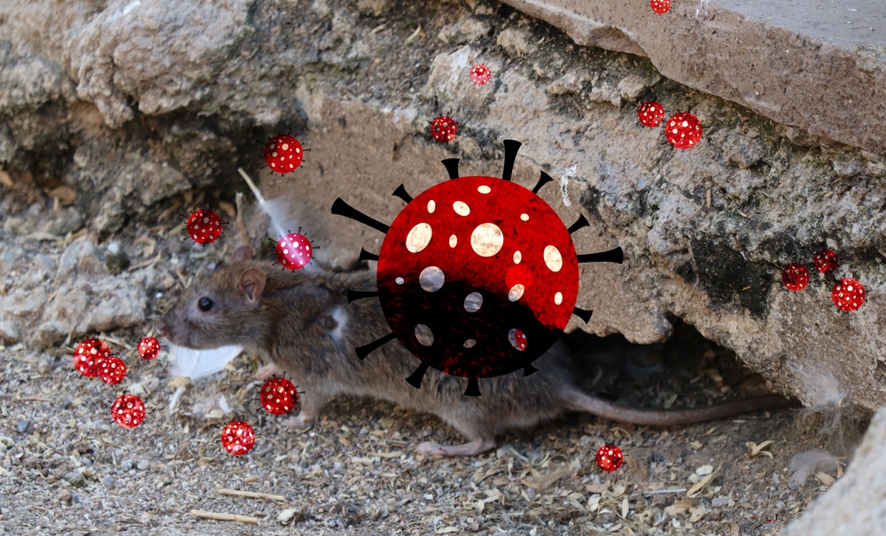 Hantavirus 